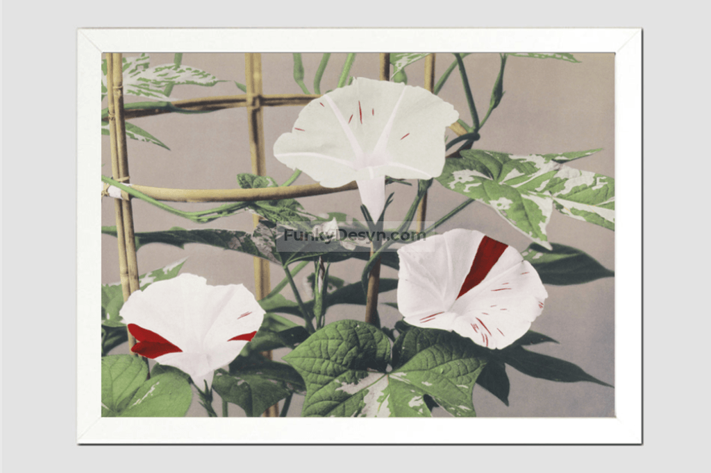 Beautiful photomechanical prints of Striped Bindweed Flowers (1887–1897) by Ogawa Kazumasa.