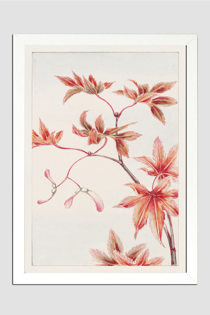 Branch of Momiji maple tree with leaves and seeds during 1870–1880 by Megata Morikaga