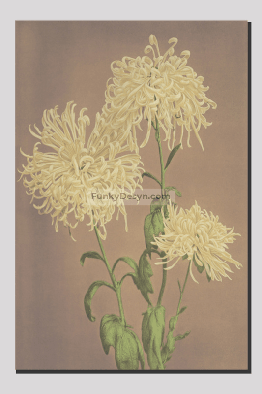 Beautiful photomechanical prints of Three Yellow Chrysanthemums (1887–1897) by Ogawa Kazumasa