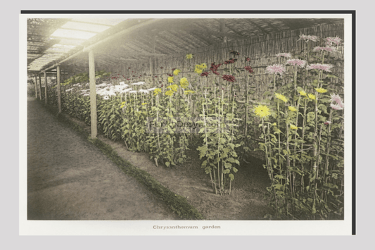 Chrysanthemum, Garden hand-colored collotype from Some Japanese Flowers (1896) by Kazumasa Ogawa.