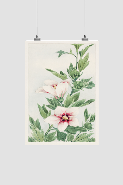 Hibiscus plant during 1870–1880 by Megata Morikaga.