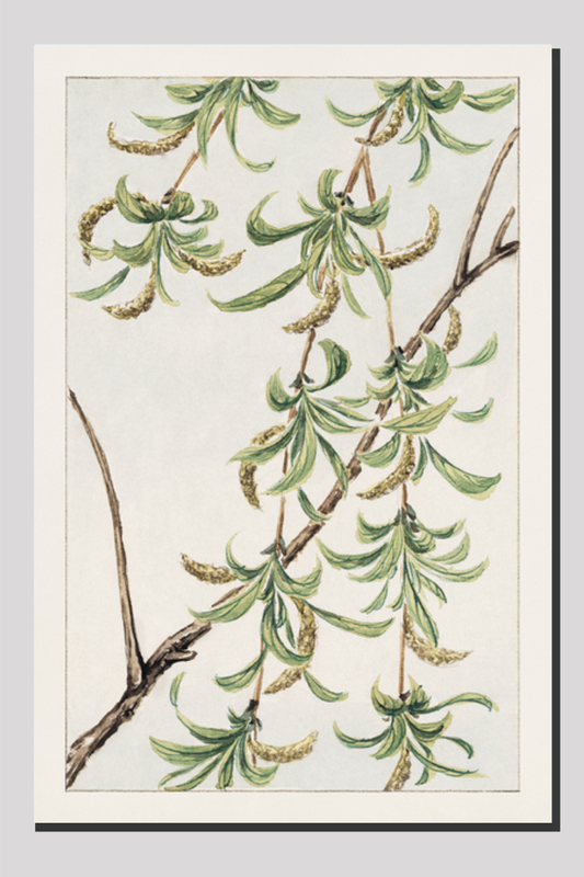 Yanagi (willow) during 1870–1880 by Megata Morikaga.