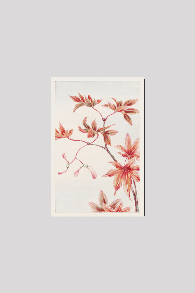 Branch of Momiji maple tree with leaves and seeds during 1870–1880 by Megata Morikaga