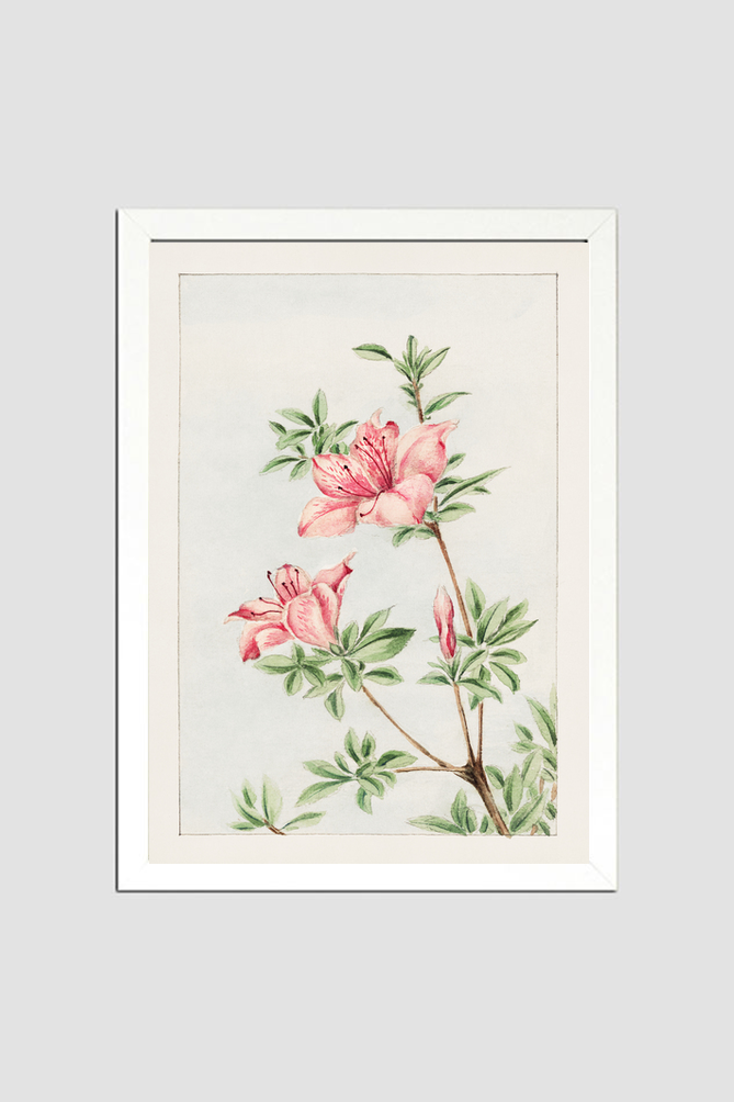 Tsutsuji rhododendron Judicum (azalea) during 1870–1880 by Megata Morikaga