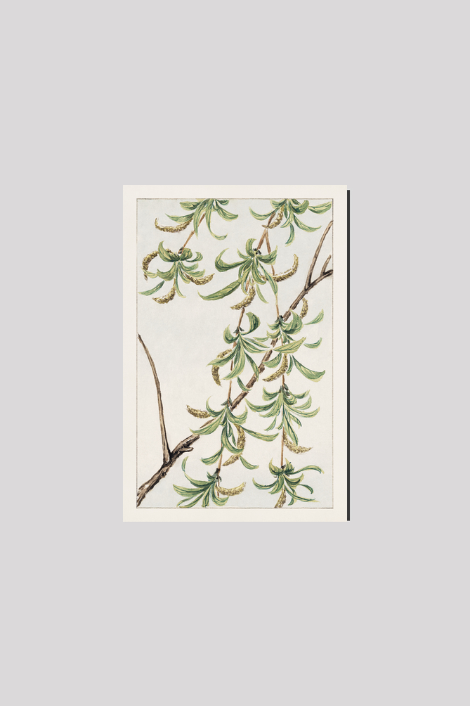 Yanagi (willow) during 1870–1880 by Megata Morikaga.
