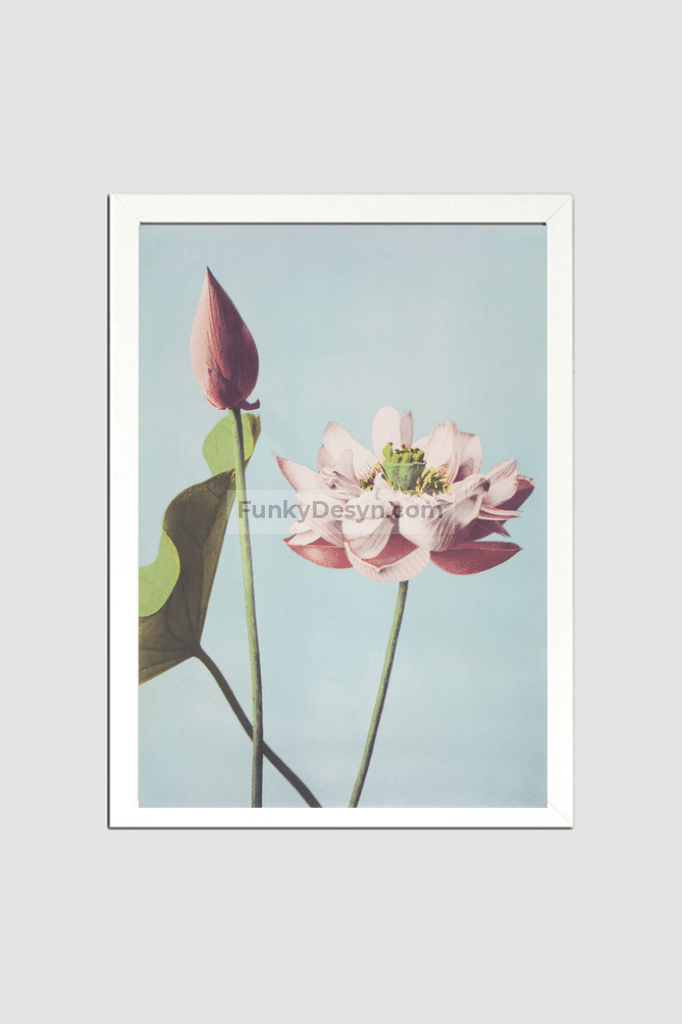 Beautiful photomechanical prints of Lotus Flowers (1887–1897) by Ogawa Kazumasa