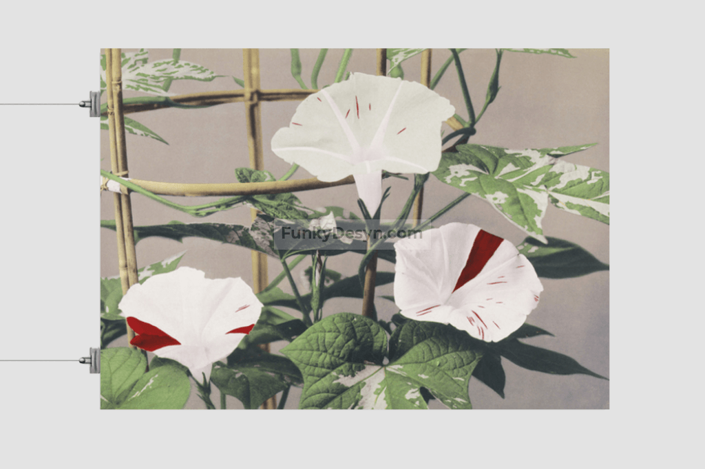 Beautiful photomechanical prints of Striped Bindweed Flowers (1887–1897) by Ogawa Kazumasa.