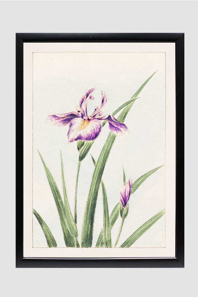 Hana–strobel during 1870–1880 by Megata Morikaga