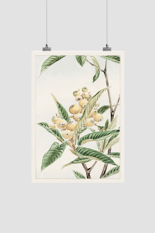Biwa loquat during 1870–1880 by Megata Morikagaorikaga