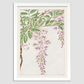 Wisteria vine with leaves and blossoms during 1870–1880 by Megata Morikaga.