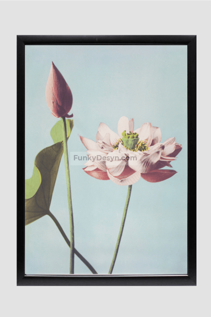 Beautiful photomechanical prints of Lotus Flowers (1887–1897) by Ogawa Kazumasa