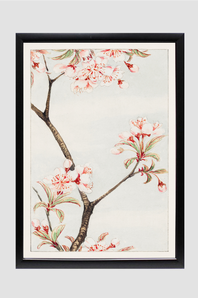 Sakura cherry during 1870–1880 by Megata Morikaga