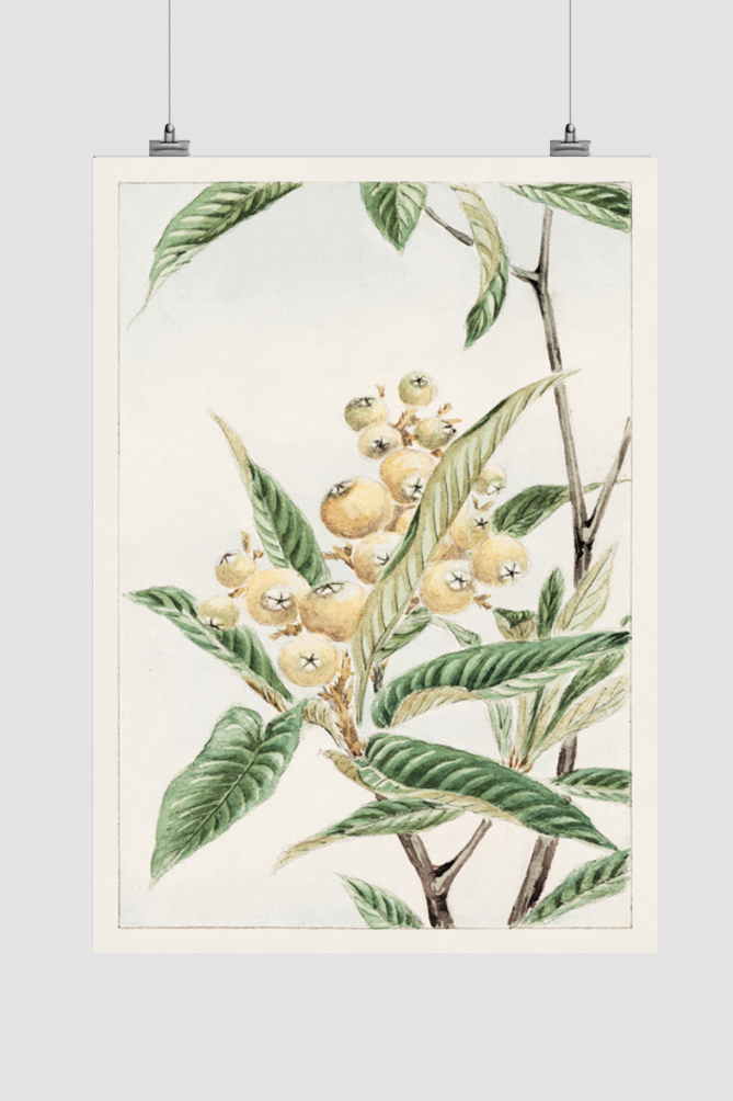 Biwa loquat during 1870–1880 by Megata Morikagaorikaga