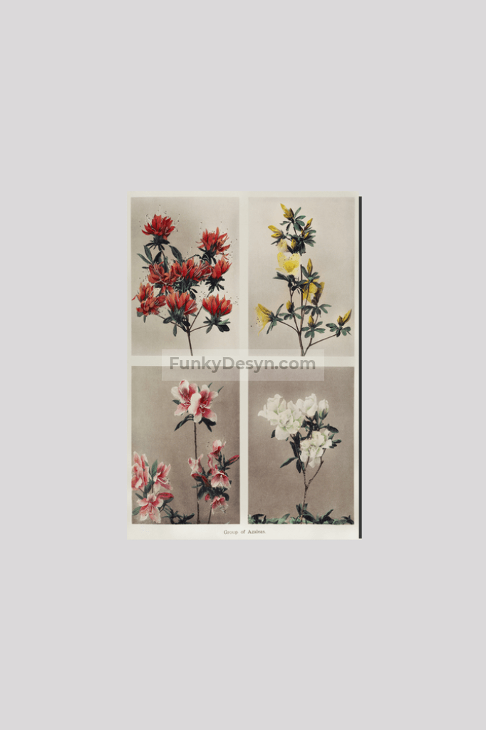 Group of Azaleas, hand–colored collotype (1896) by Kazumasa Ogawa.