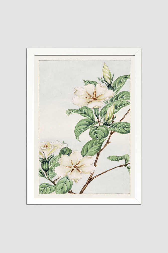 Kuchi nashi (cape jasmine) during 1870–1880 by Megata Morikaga