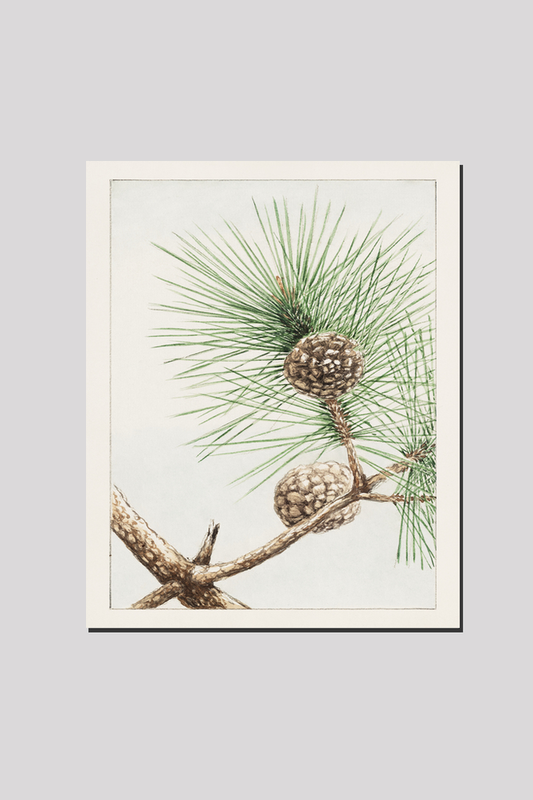 Matsu pine during 1870–1880 by Megata Morikaga.