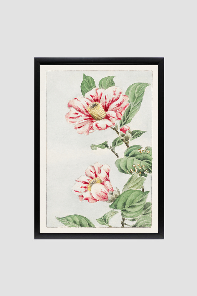 Tsubaki camelia during 1870–1880 by Megata Morikaga.