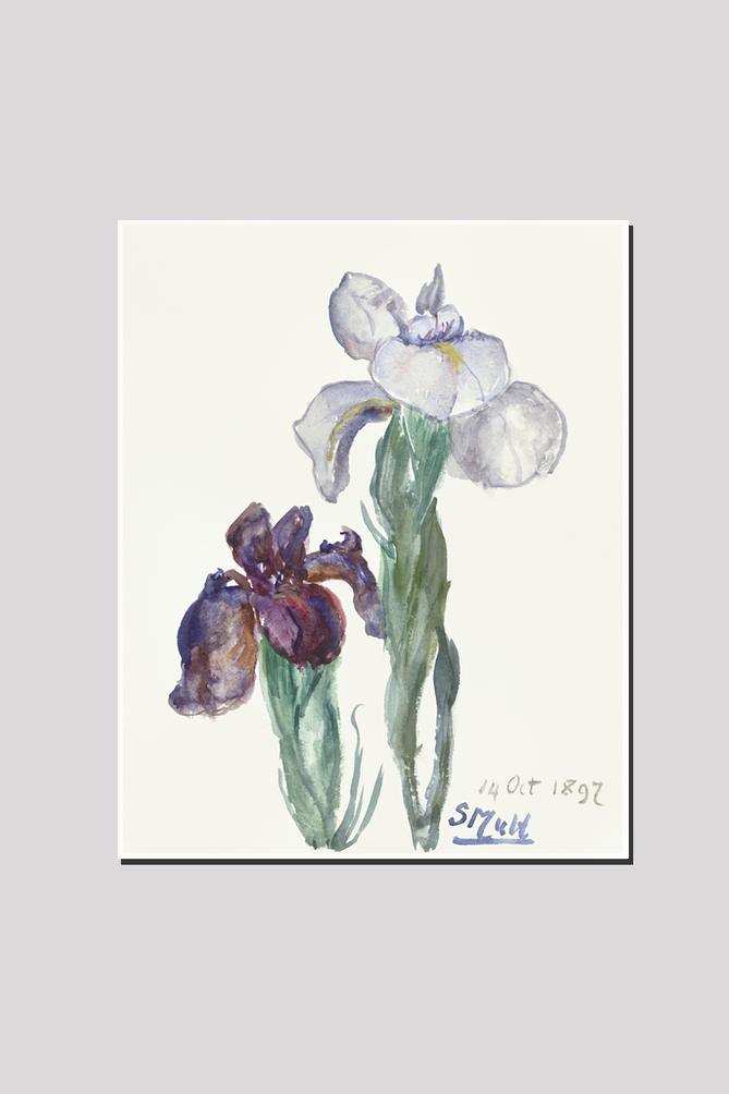 Irises (1897) by Sientje Mesdag-van Houten.