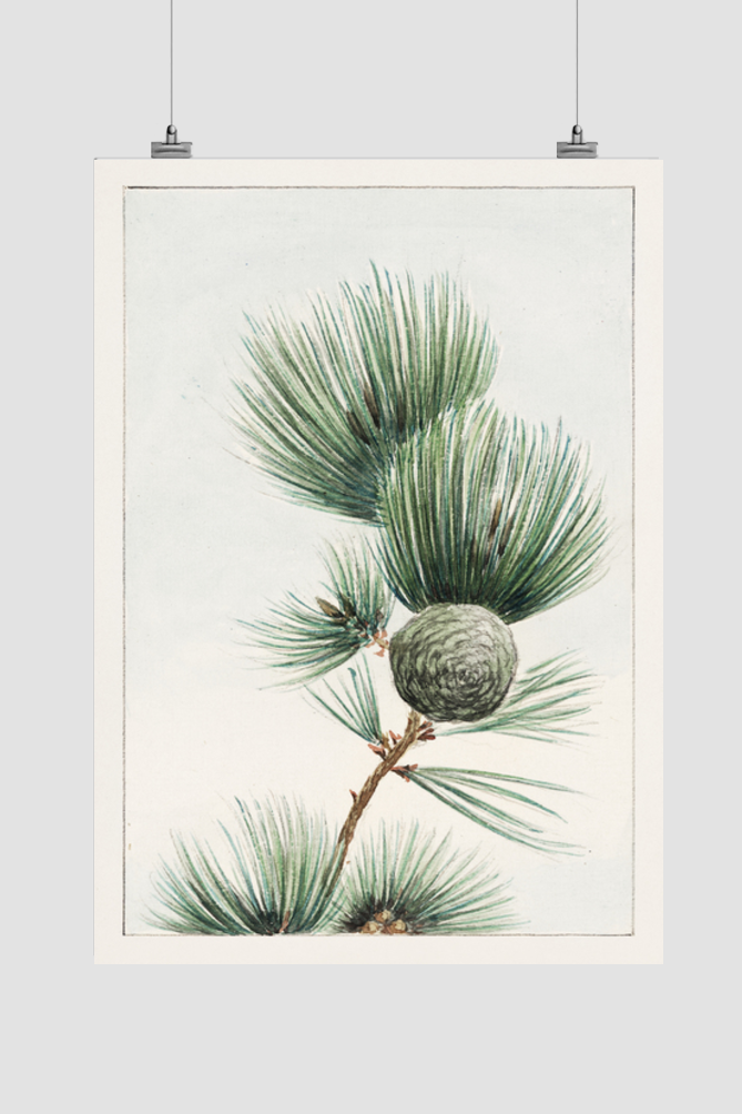 Gayo matsu pine during 1870–1880 by Megata Morikaga
