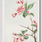 Kaido pyrus spectabalis during 1870–1880 by Megata Morikaga