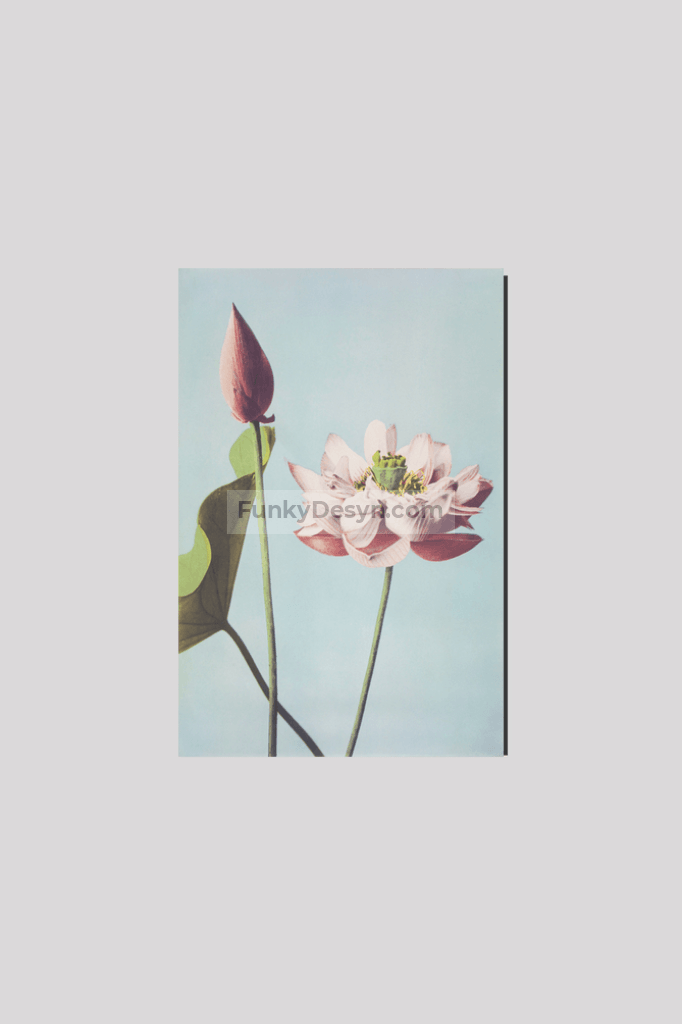 Beautiful photomechanical prints of Lotus Flowers (1887–1897) by Ogawa Kazumasa