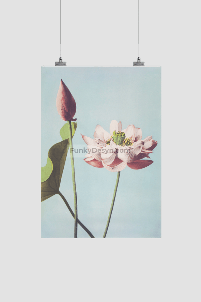 Beautiful photomechanical prints of Lotus Flowers (1887–1897) by Ogawa Kazumasa