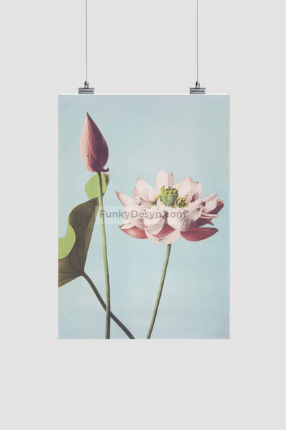 Beautiful photomechanical prints of Lotus Flowers (1887–1897) by Ogawa Kazumasa