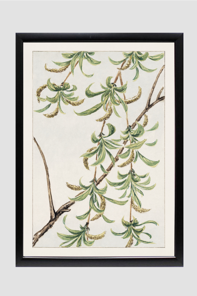 Yanagi (willow) during 1870–1880 by Megata Morikaga.