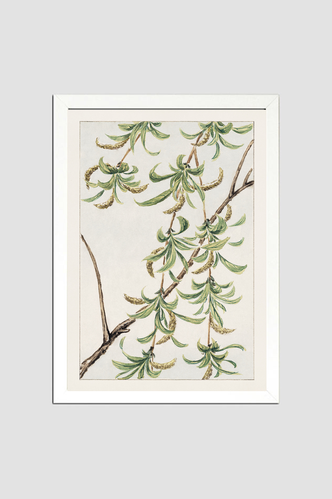Yanagi (willow) during 1870–1880 by Megata Morikaga.