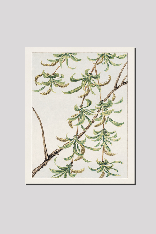 Yanagi (willow) during 1870–1880 by Megata Morikaga.
