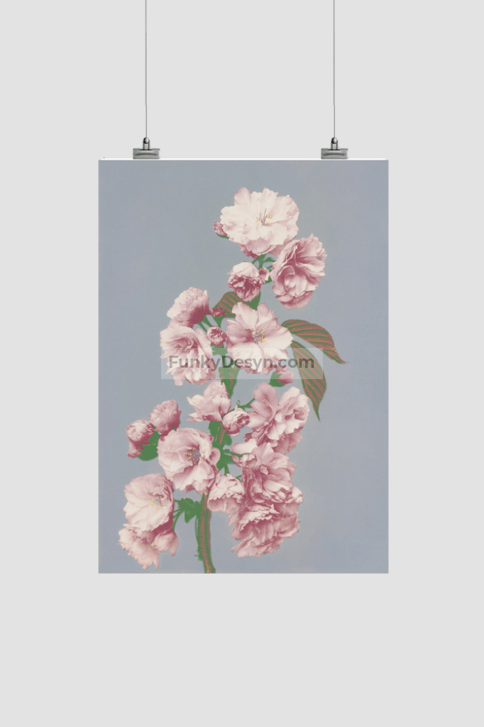 Beautiful photomechanical prints of Cherry Blossom (1887–1897) by Ogawa Kazumasa.