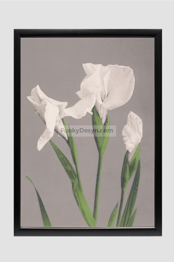 Beautiful photomechanical prints of White Irises (1887–1897) by Ogawa Kazumasa.
