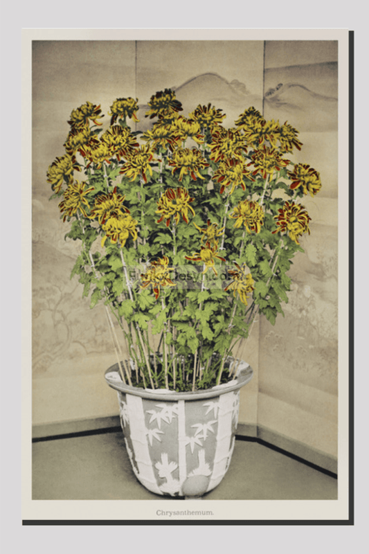 Chrysanthemum, hand-colored collotype from Some Japanese Flowers (1896) by Kazumasa Ogawa