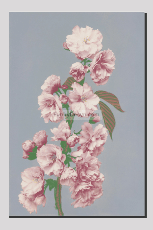 Beautiful photomechanical prints of Cherry Blossom (1887–1897) by Ogawa Kazumasa.