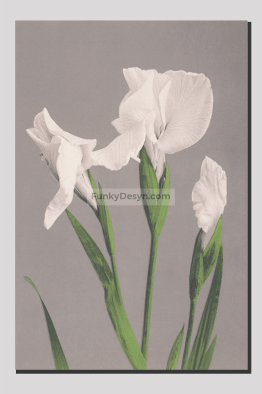 Beautiful photomechanical prints of White Irises (1887–1897) by Ogawa Kazumasa.