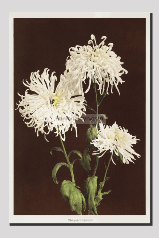 Chrysanthemum, hand–colored collotype from Some Japanese Flowers (1896) by Kazumasa Ogawa.