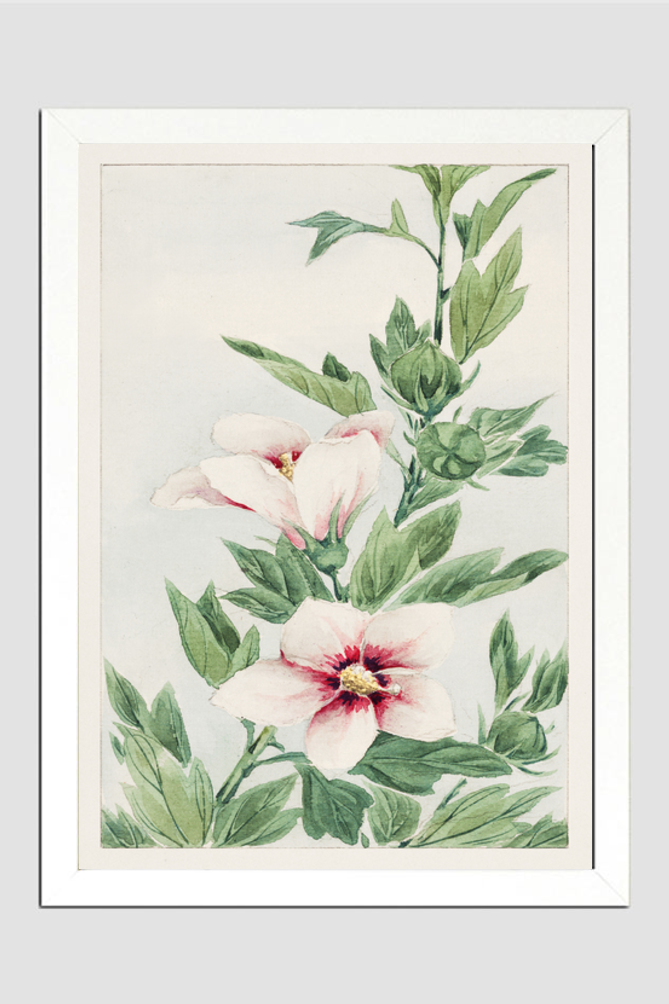 Hibiscus plant during 1870–1880 by Megata Morikaga.