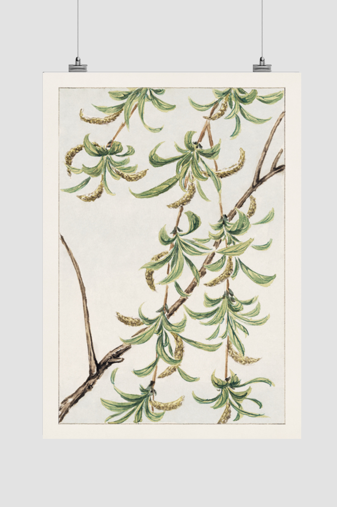 Yanagi (willow) during 1870–1880 by Megata Morikaga.