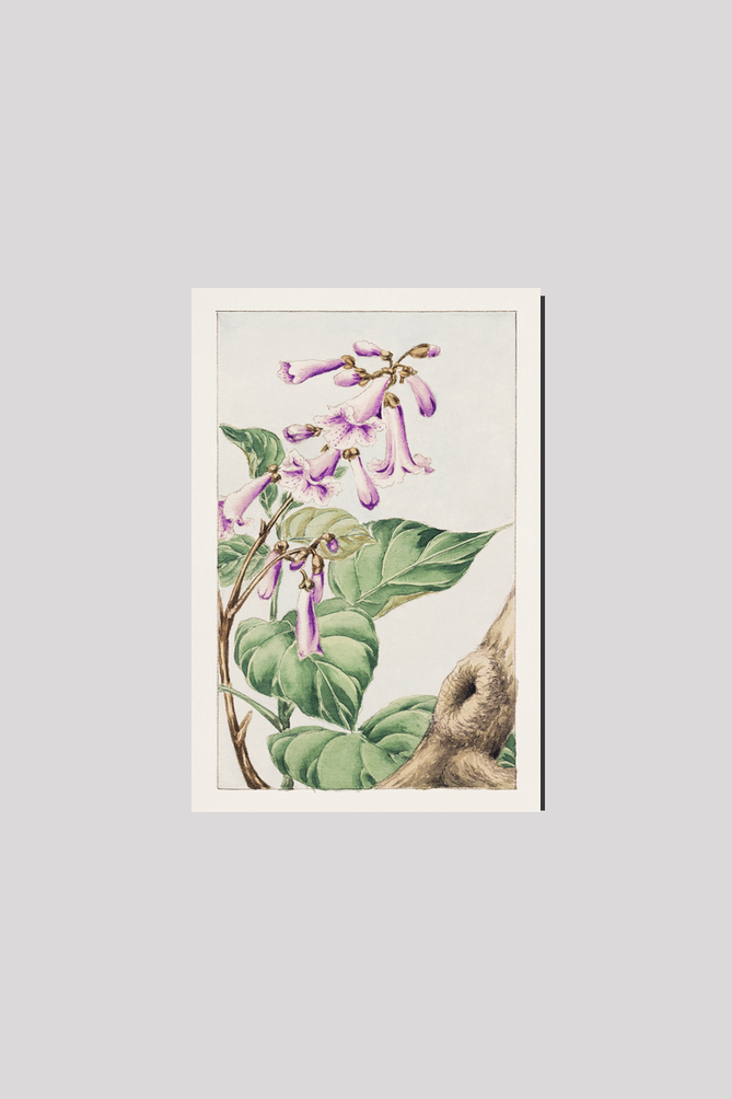 Kiri branch with flowers and leaves during 1870–1880 by Megata Morikaga
