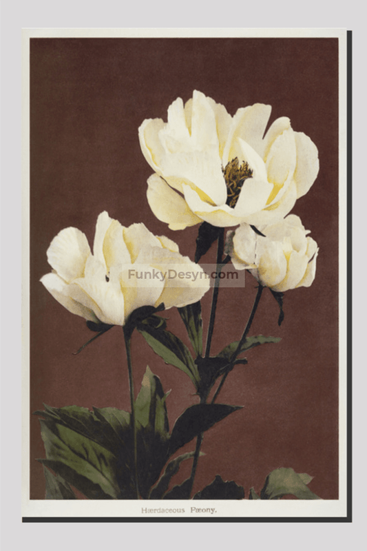 Hærdaceous Peony, hand–colored collotype from Some Japanese Flowers (1896) by Kazumasa Ogawa