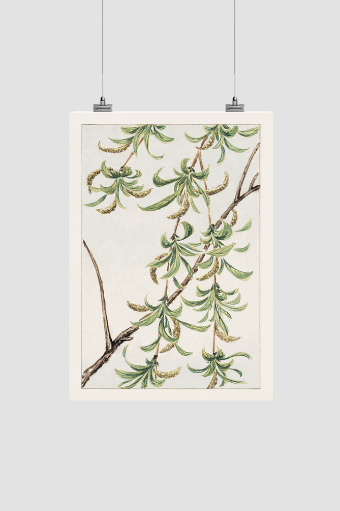 Yanagi (willow) during 1870–1880 by Megata Morikaga.