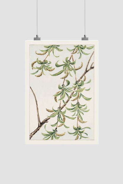Yanagi (willow) during 1870–1880 by Megata Morikaga.