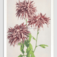 Beautiful photomechanical prints of Three Pink Chrysanthemum (1887–1897) by Ogawa Kazumasa
