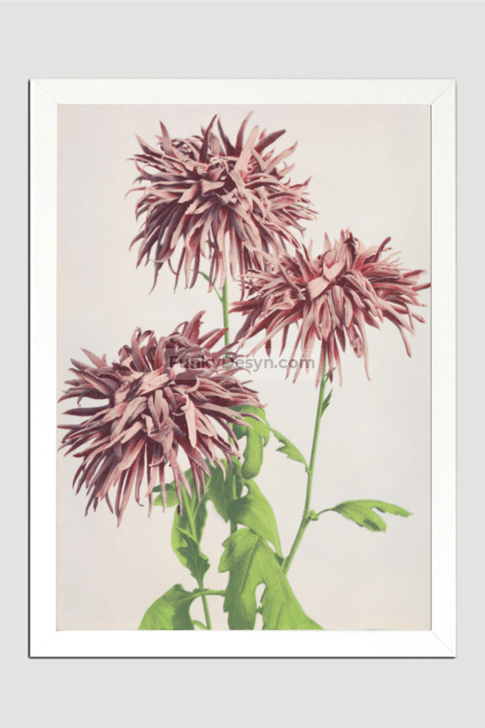 Beautiful photomechanical prints of Three Pink Chrysanthemum (1887–1897) by Ogawa Kazumasa