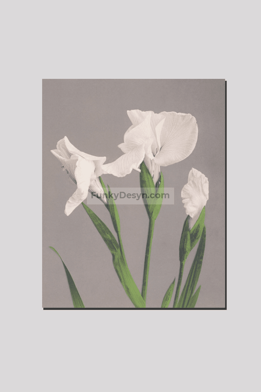 Beautiful photomechanical prints of White Irises (1887–1897) by Ogawa Kazumasa.
