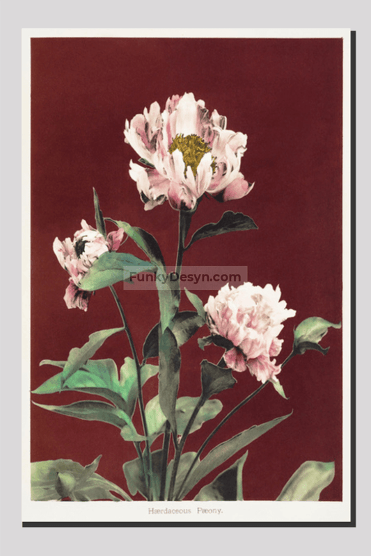 Hærdaceous Peony, hand–colored collotype from Some Japanese Flowers (1896) by Kazumasa Ogawa.