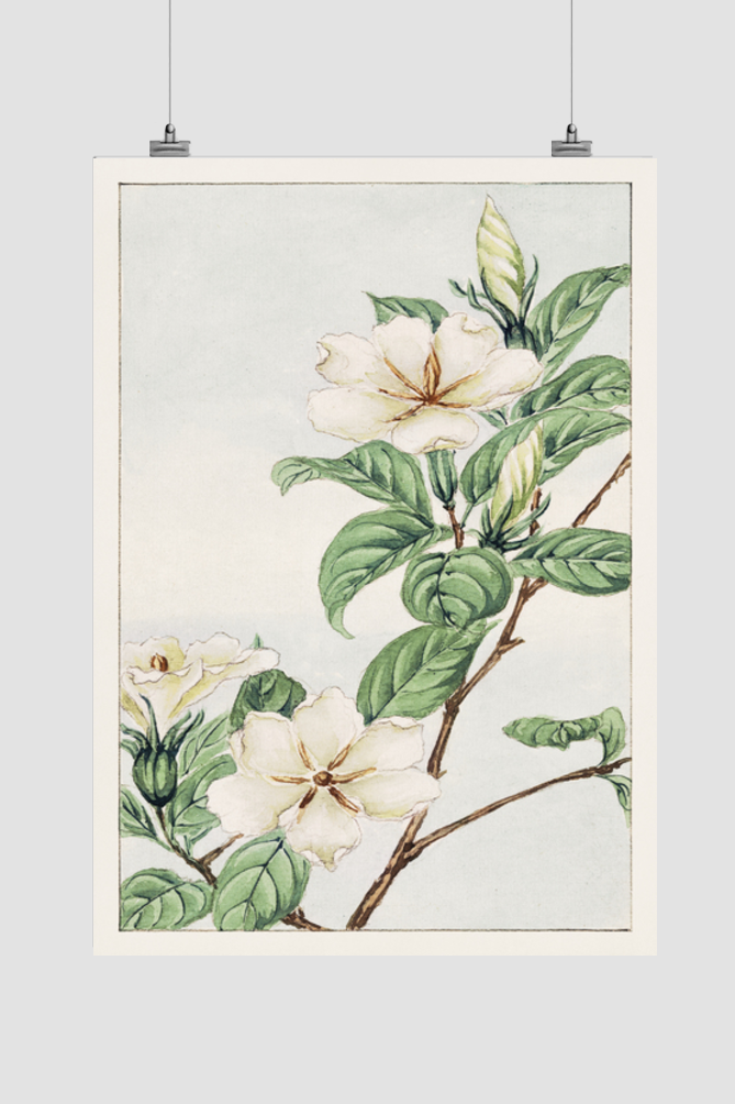 Kuchi nashi (cape jasmine) during 1870–1880 by Megata Morikaga