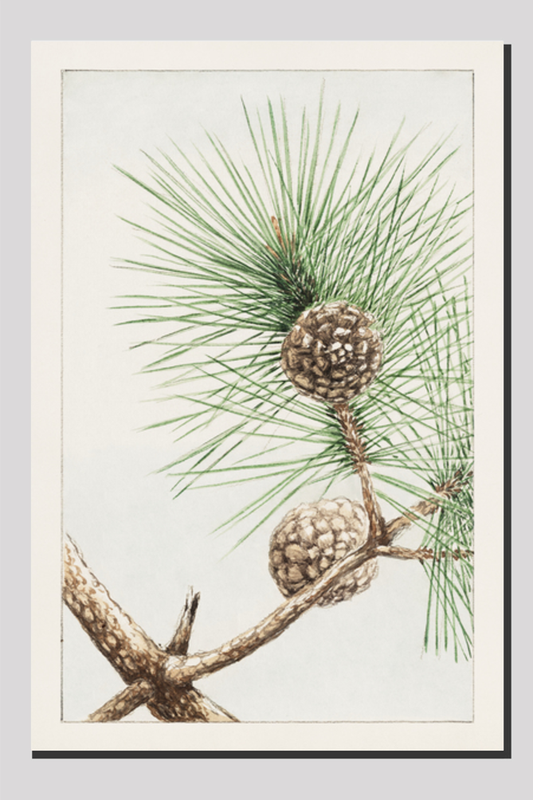 Matsu pine during 1870–1880 by Megata Morikaga.