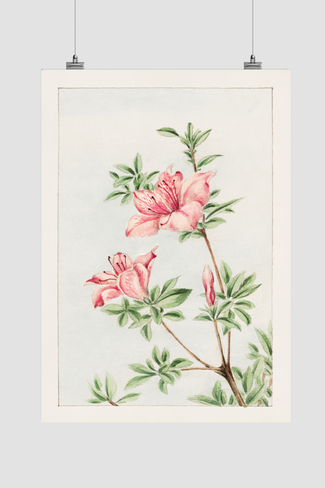 Tsutsuji rhododendron Judicum (azalea) during 1870–1880 by Megata Morikaga