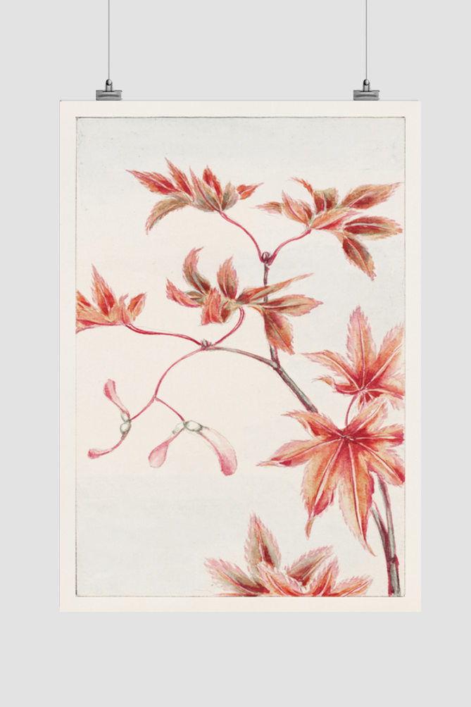 Branch of Momiji maple tree with leaves and seeds during 1870–1880 by Megata Morikaga